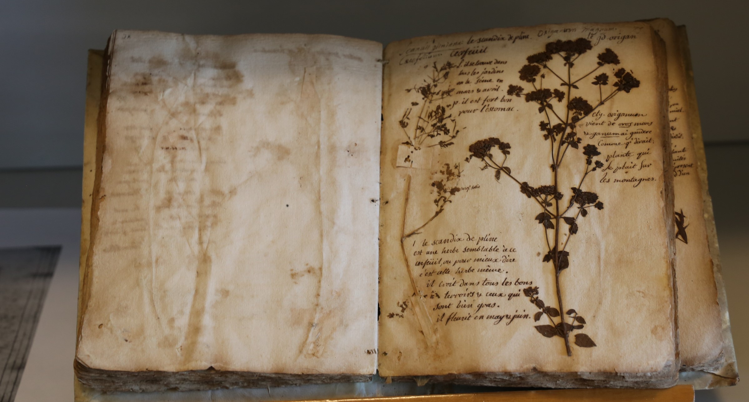 Erbario manoscritto con piante pressate